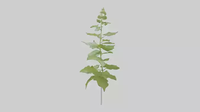 Lemon Balm Model Low-poly 3D model
