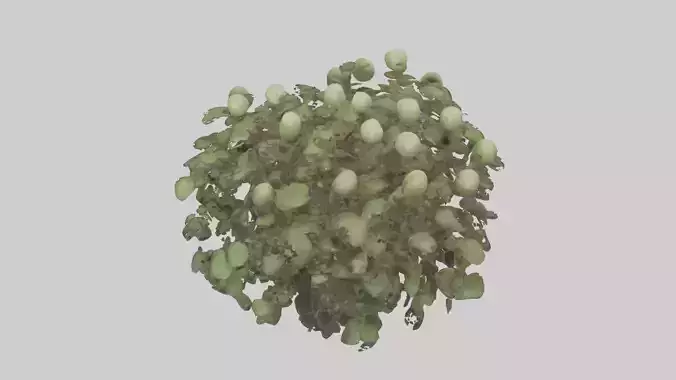 Hoya Model