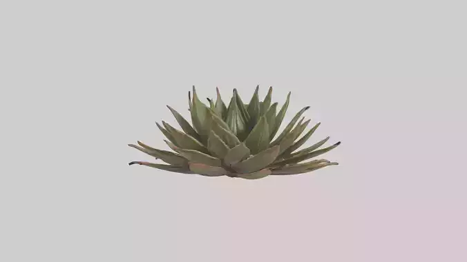 Haworthia Model Low-poly 3D model