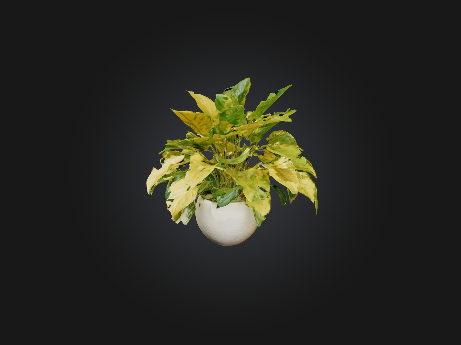 Golden Pothos Model Low-poly 3D model_3