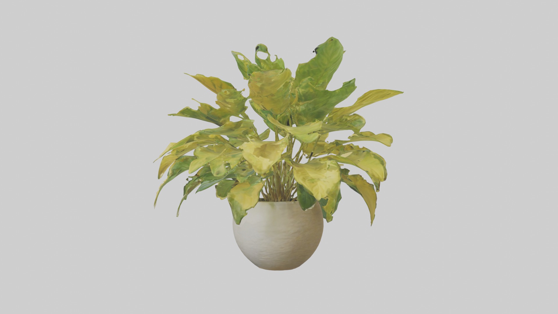 Golden Pothos Model Low-poly 3D model_17