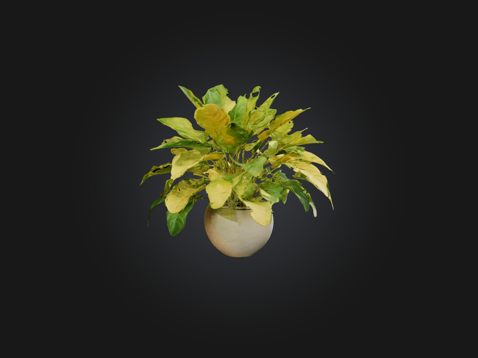 Golden Pothos Model Low-poly 3D model_13