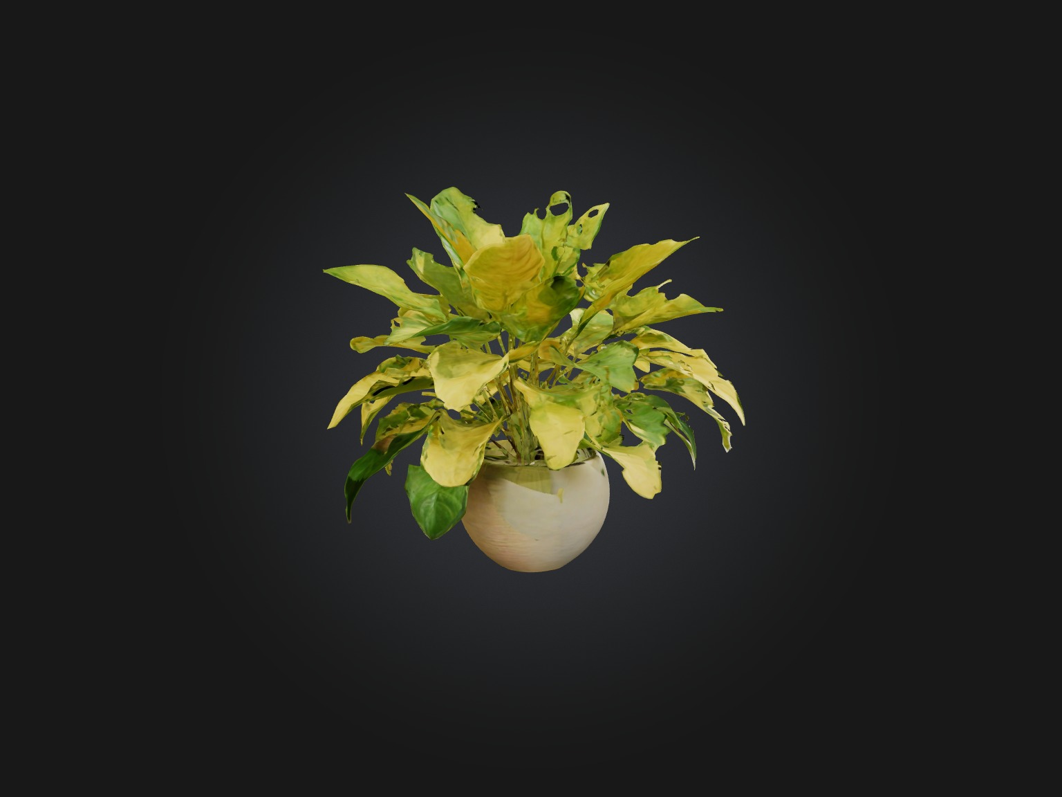Golden Pothos Model Low-poly 3D model_14