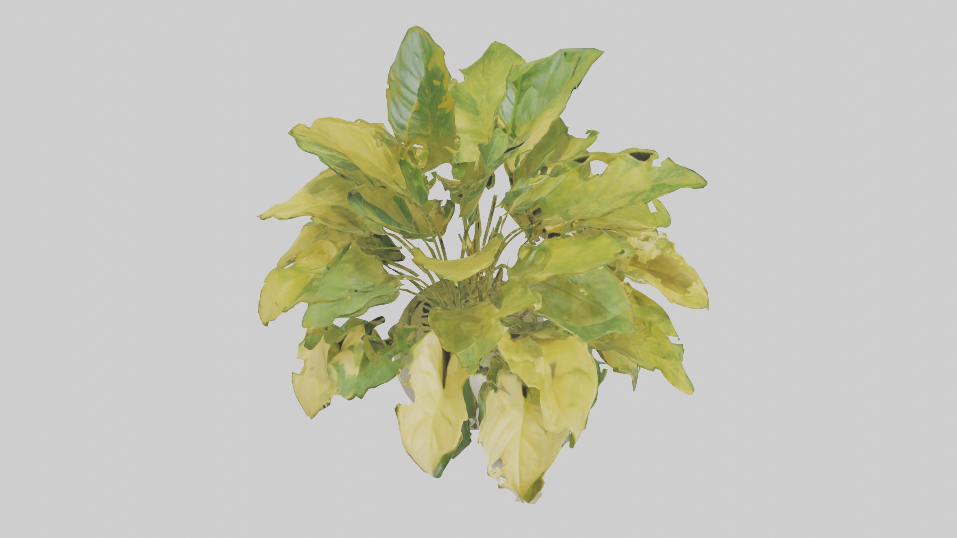 Golden Pothos Model Low-poly 3D model_18