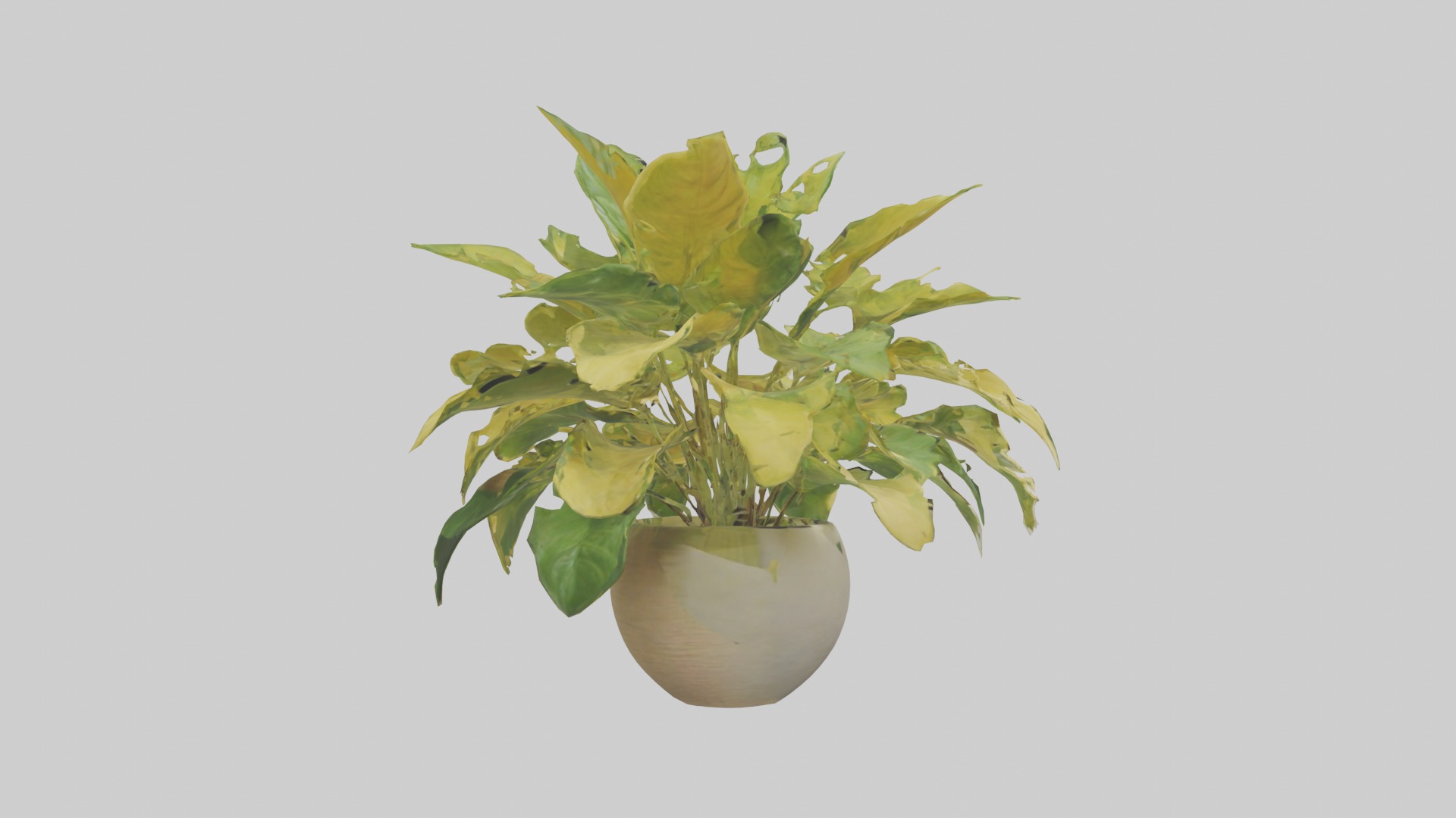 Golden Pothos Model Low-poly 3D model_5