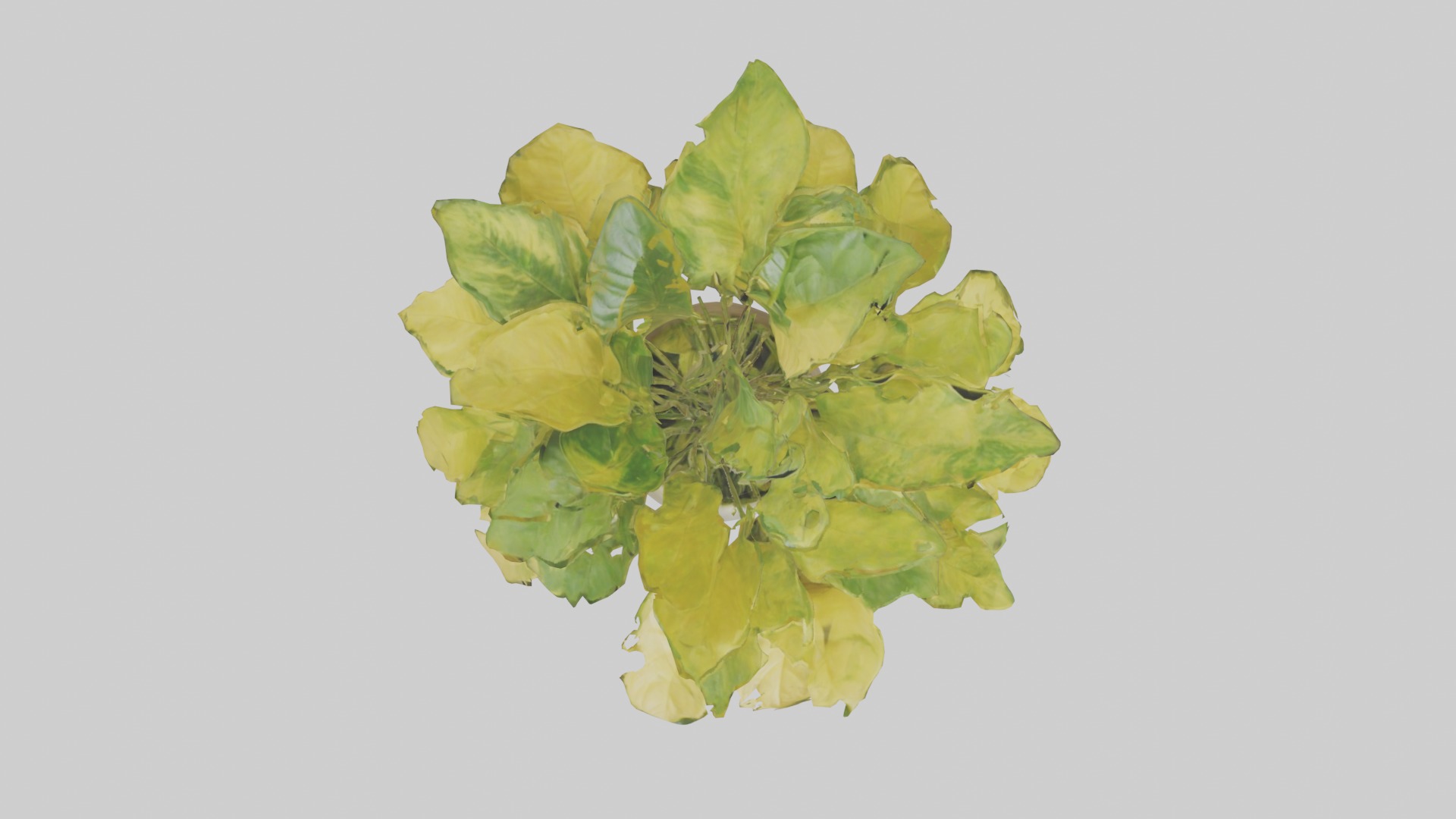 Golden Pothos Model Low-poly 3D model_2