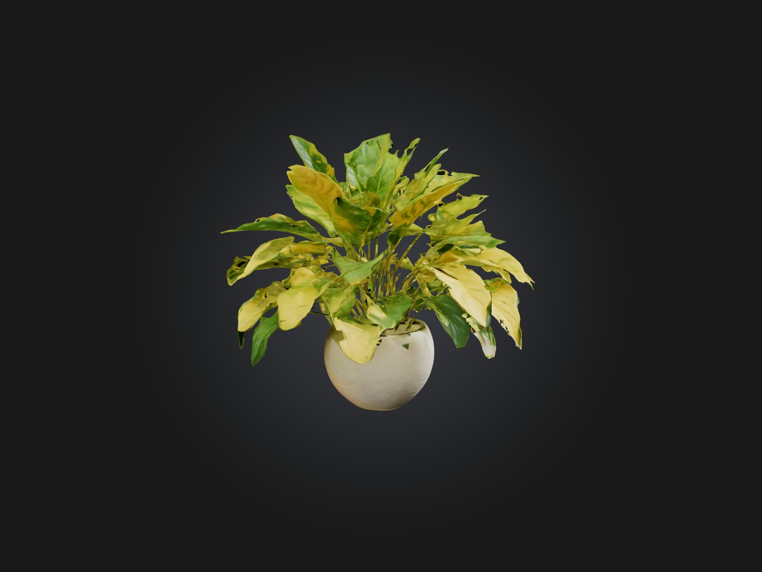 Golden Pothos Model Low-poly 3D model_12