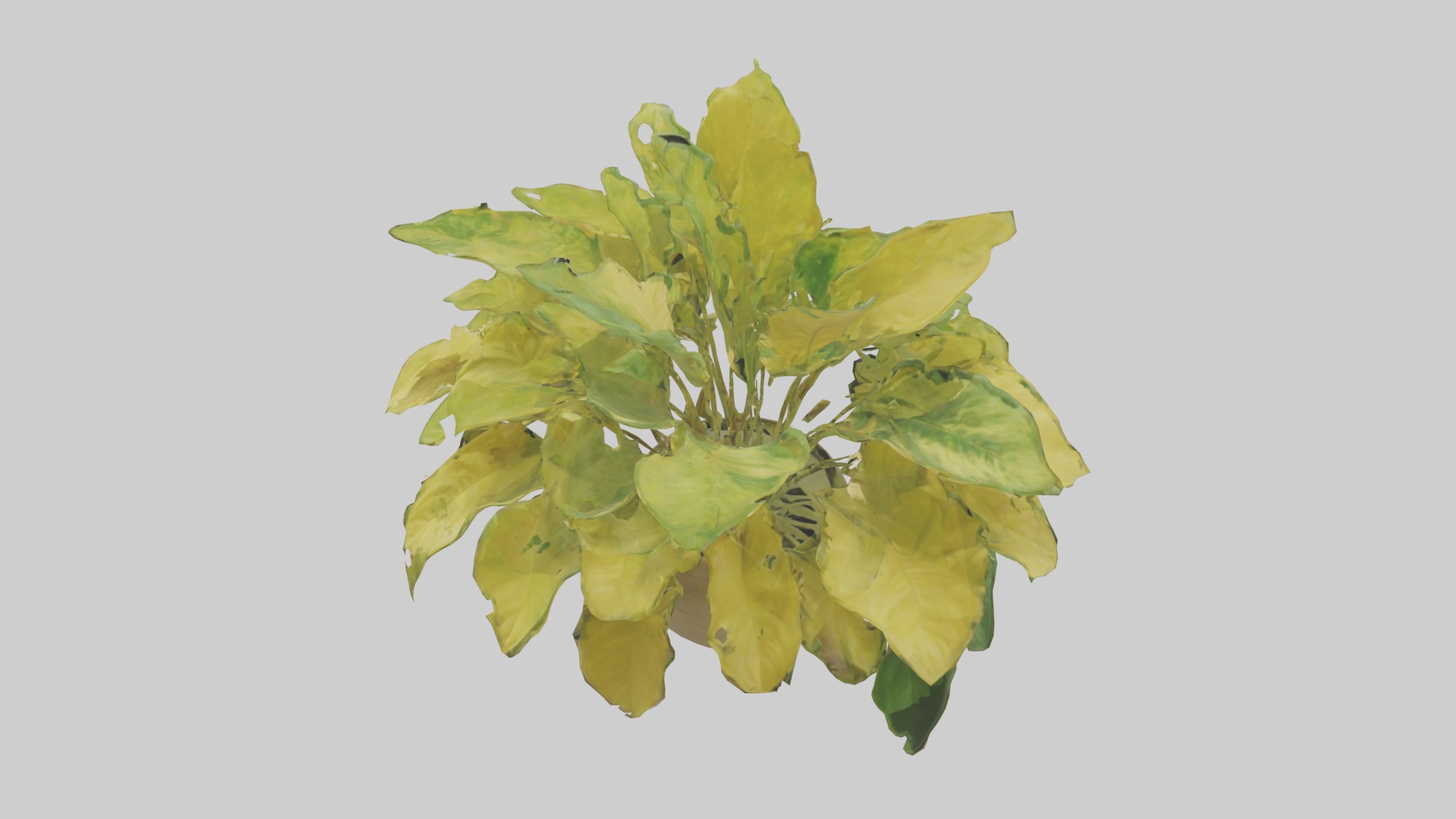 Golden Pothos Model Low-poly 3D model_6