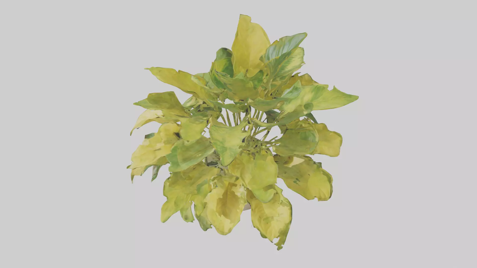 Golden Pothos Model Low-poly 3D model_0