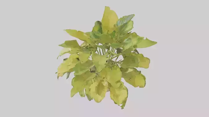 Golden Pothos Model