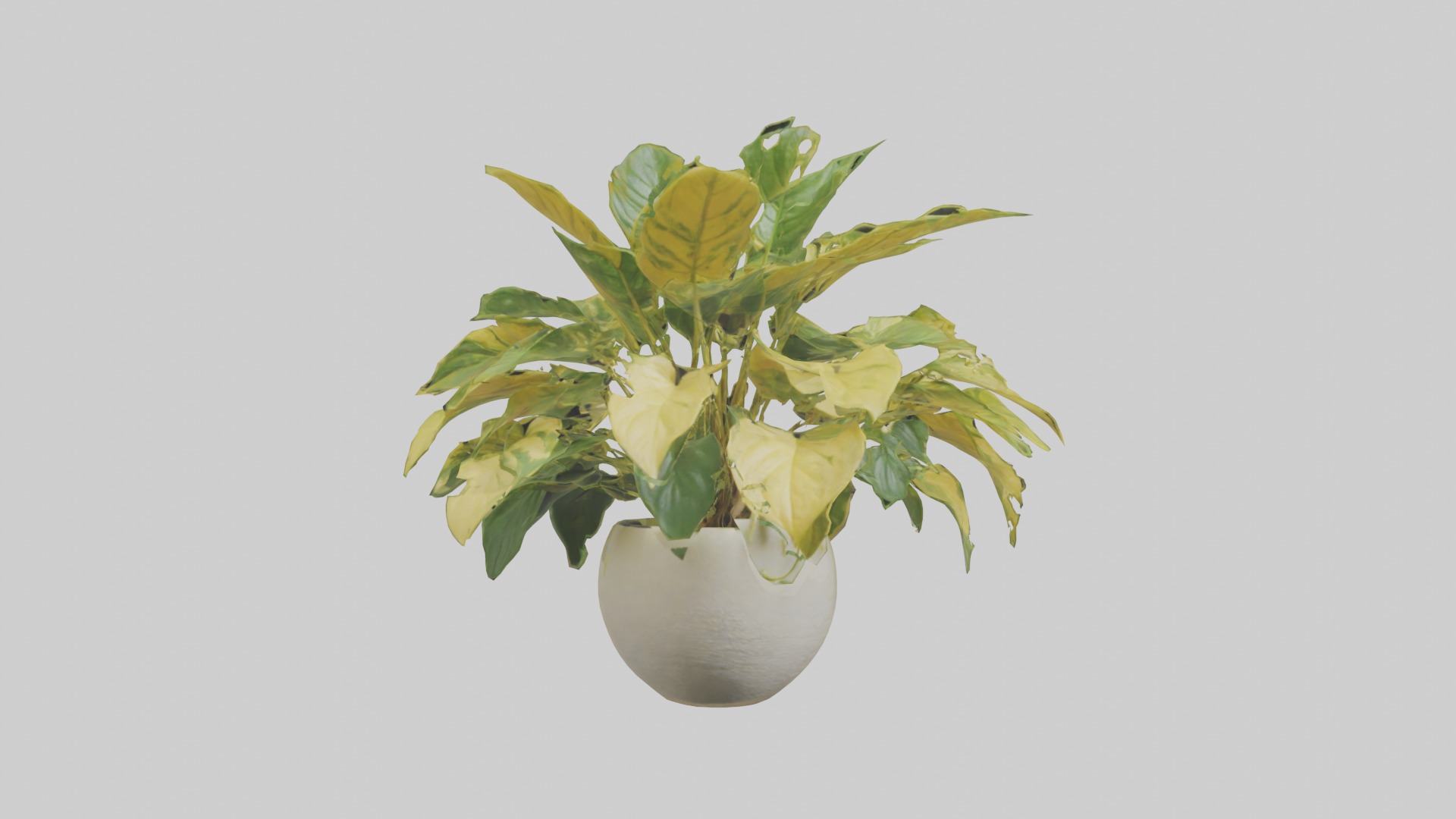 Golden Pothos Model Low-poly 3D model_4