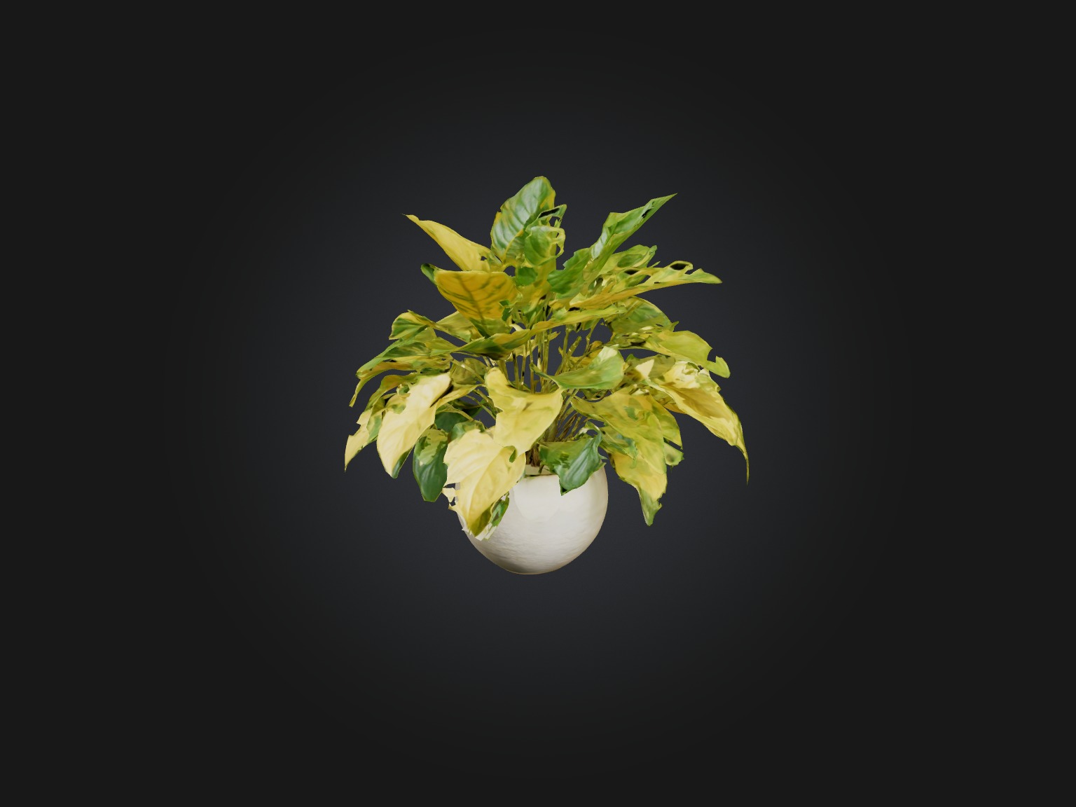 Golden Pothos Model Low-poly 3D model_7