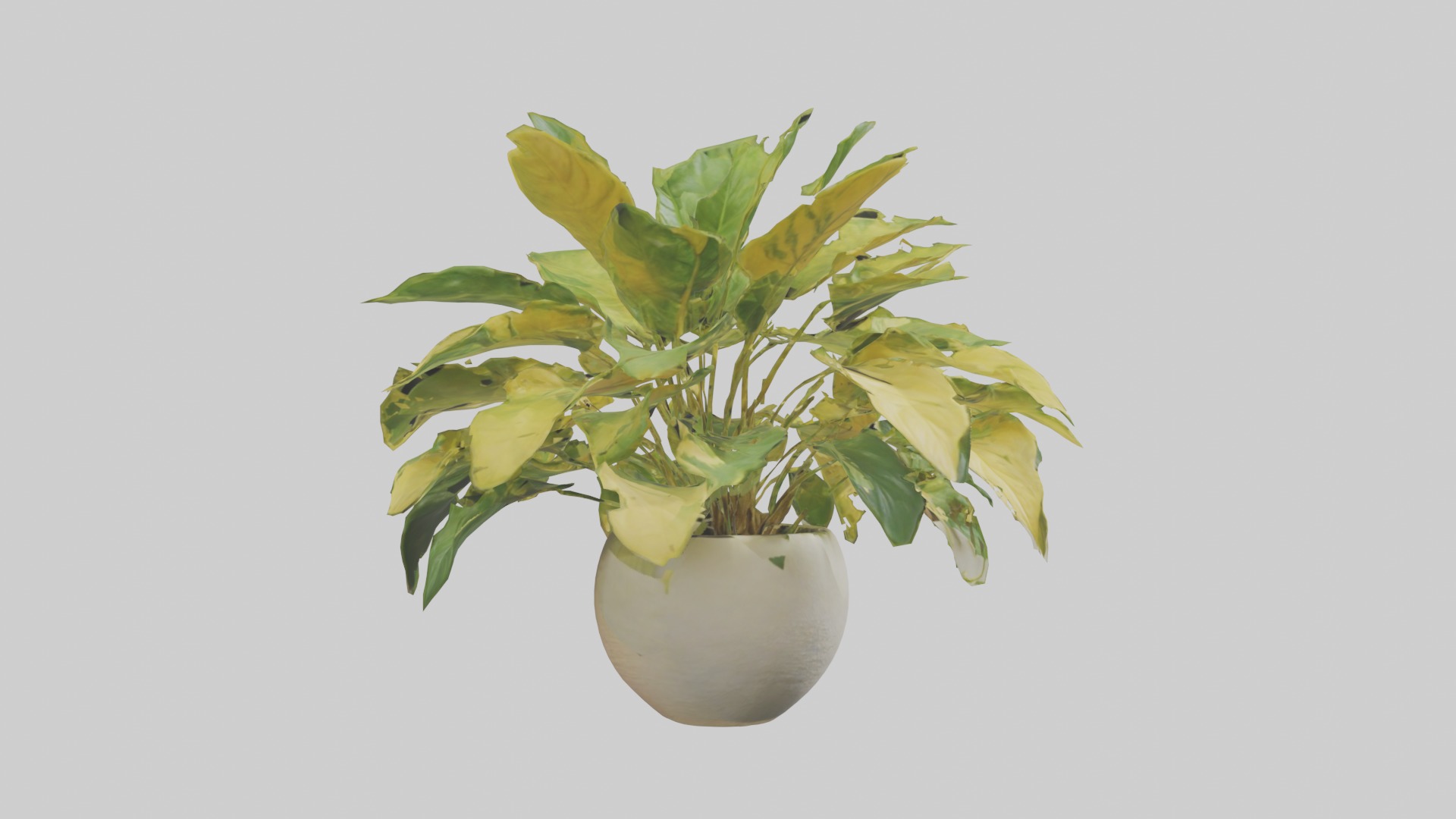 Golden Pothos Model Low-poly 3D model_16