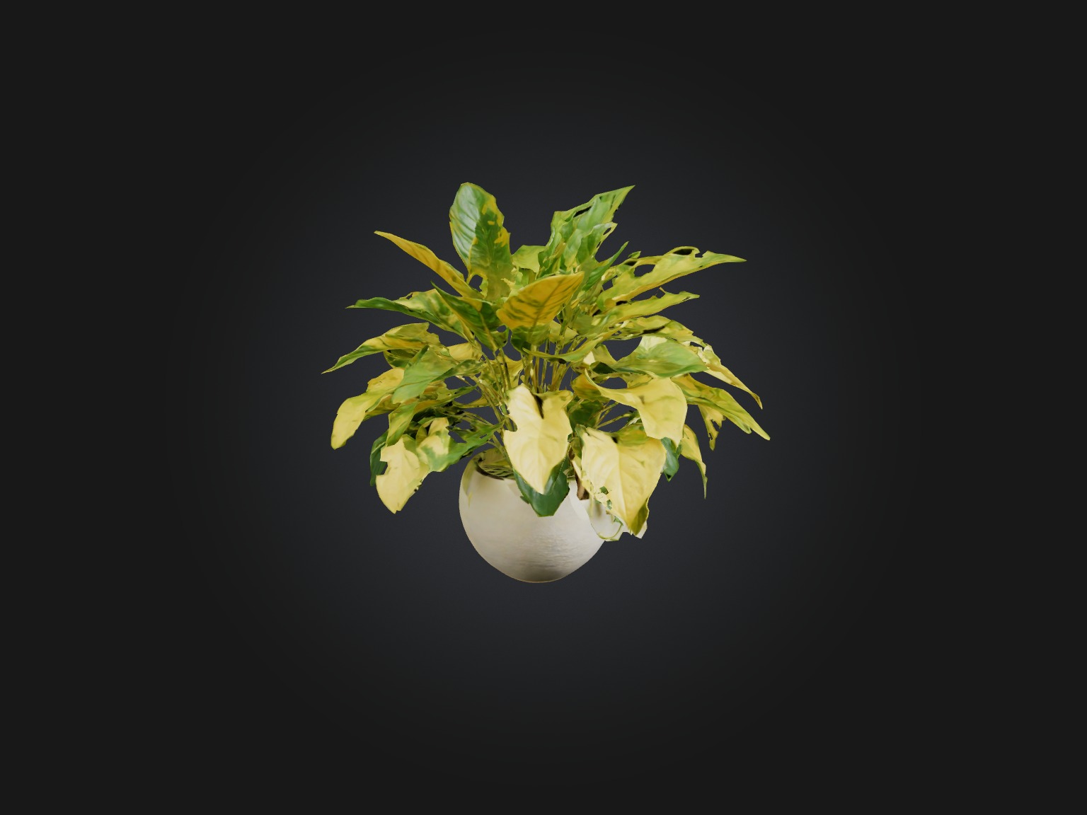 Golden Pothos Model Low-poly 3D model_10