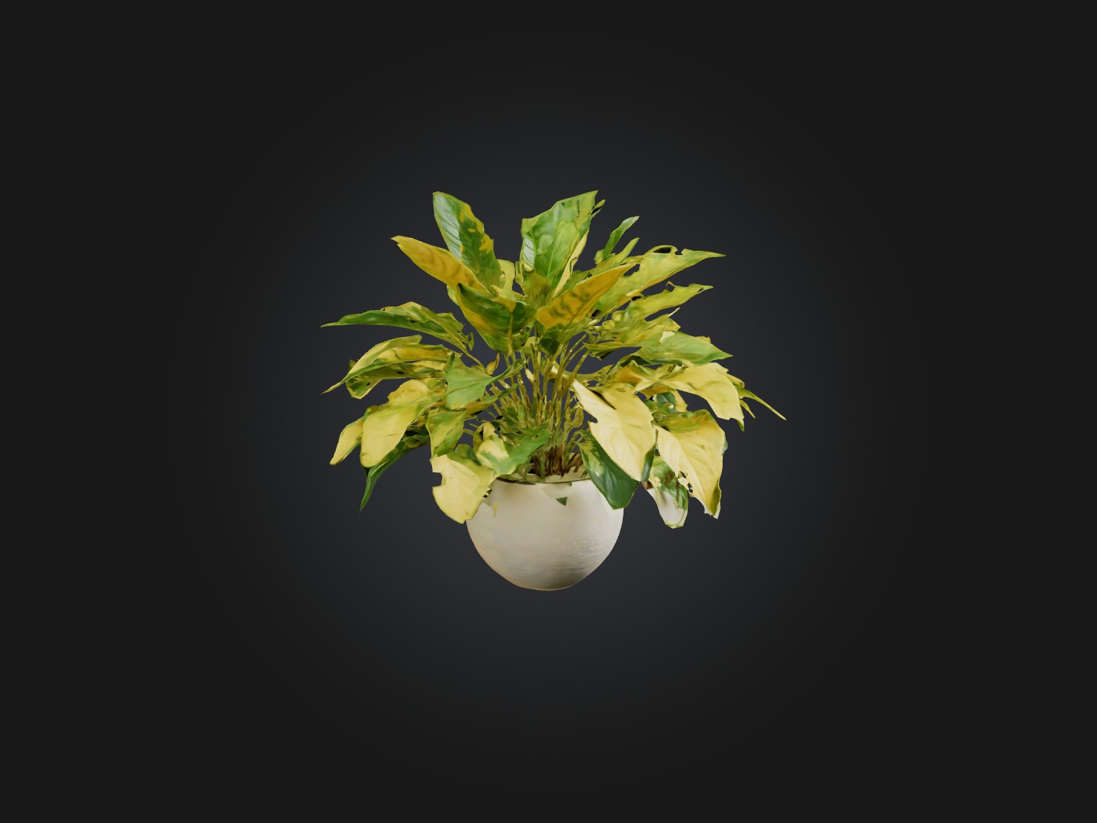 Golden Pothos Model Low-poly 3D model_11