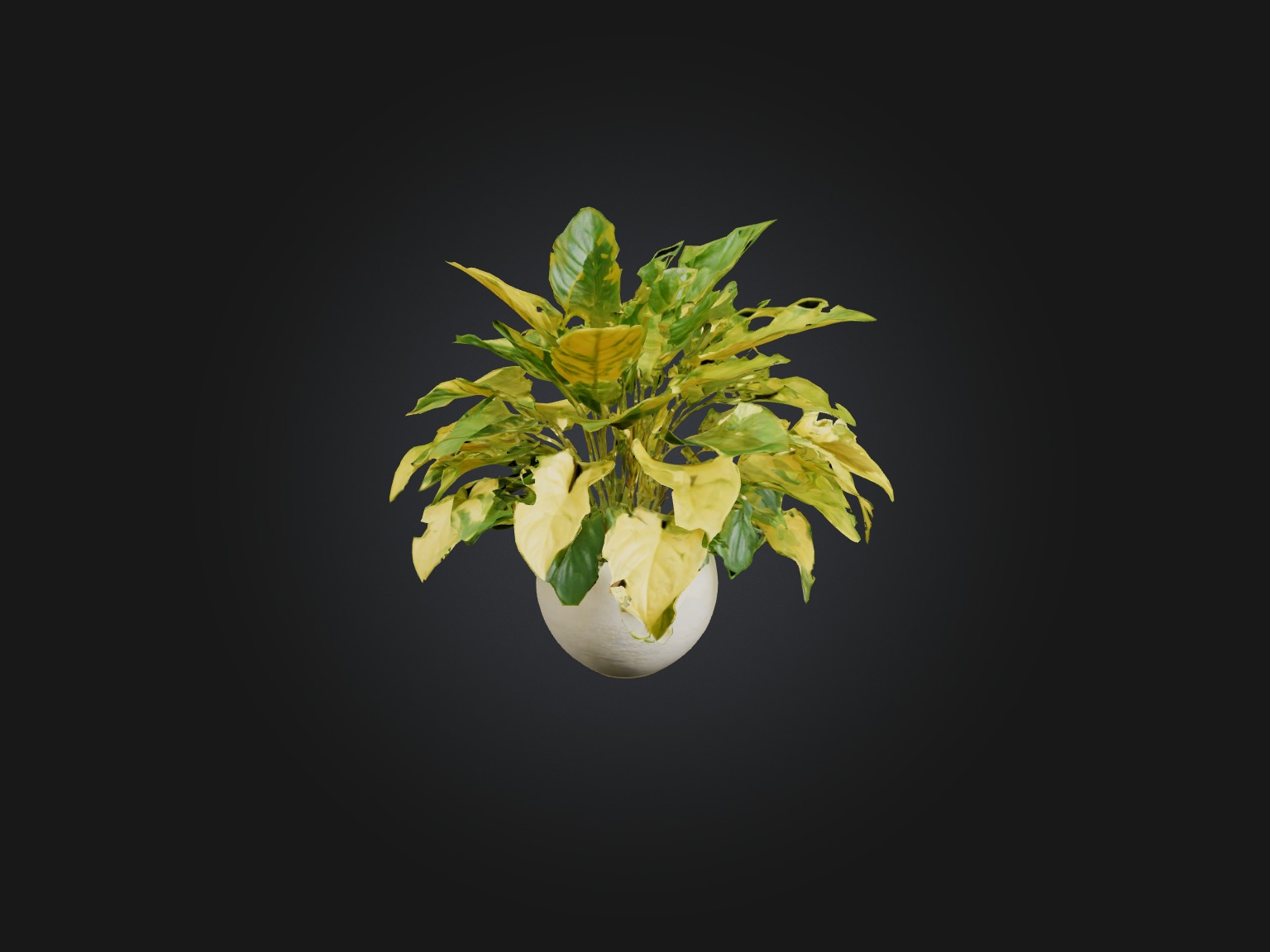 Golden Pothos Model Low-poly 3D model_9