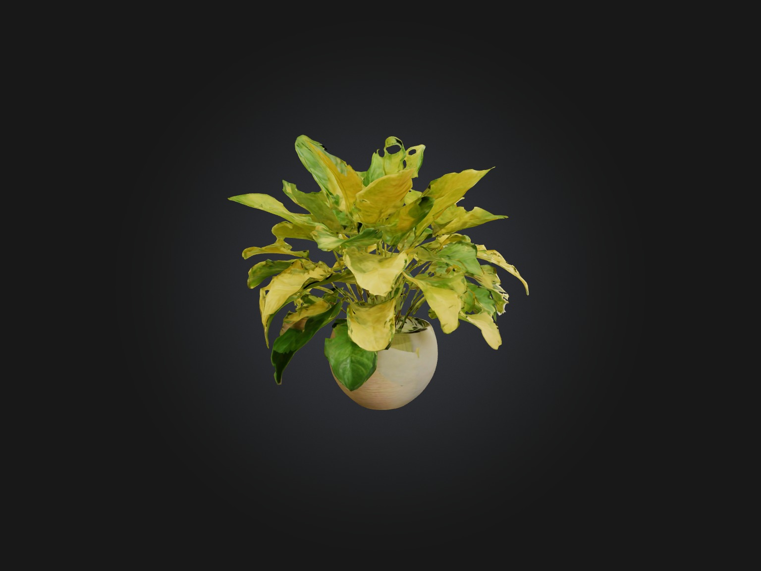 Golden Pothos Model Low-poly 3D model_15