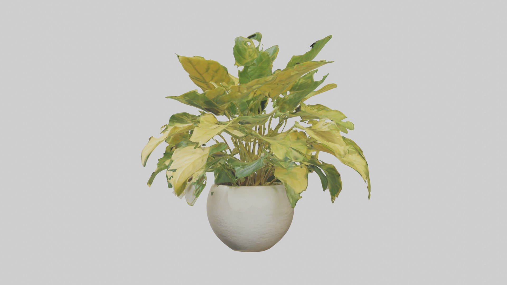 Golden Pothos Model Low-poly 3D model_1