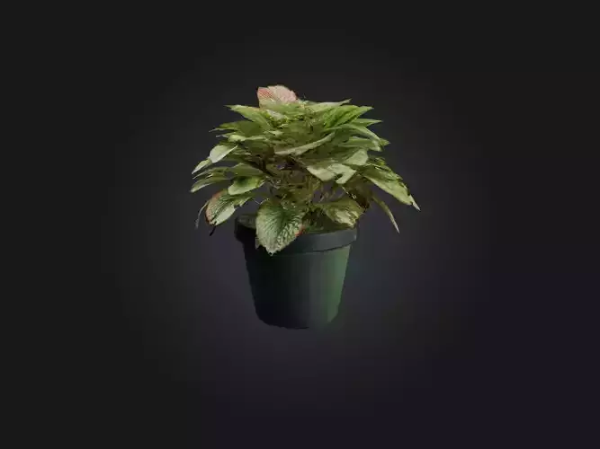 Fittonia Nerve Plant Model