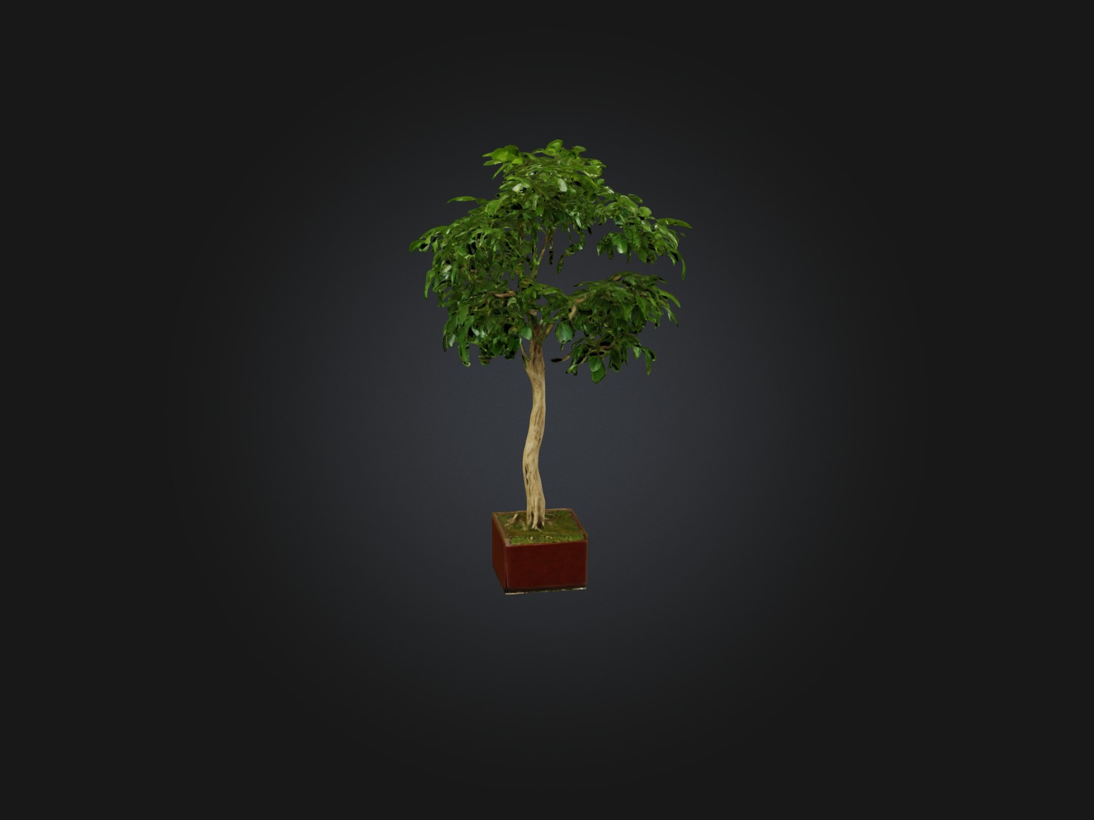 Ficus Benjamina Model Low-poly 3D model_10