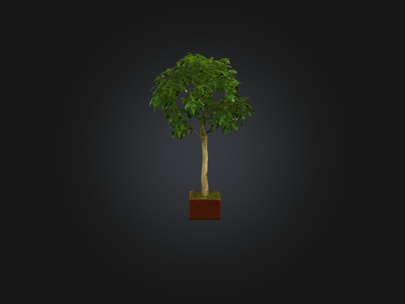 Ficus Benjamina Model Low-poly 3D model_14