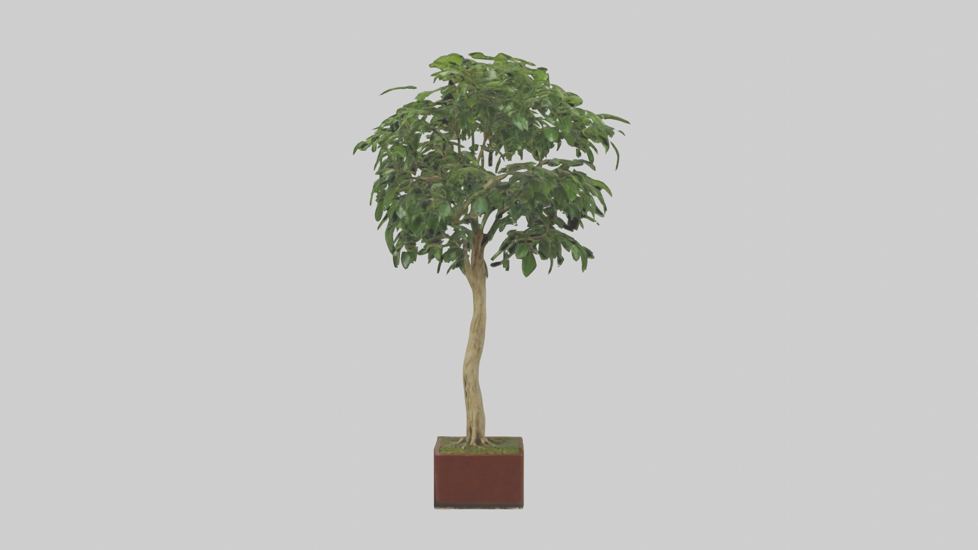 Ficus Benjamina Model Low-poly 3D model_17