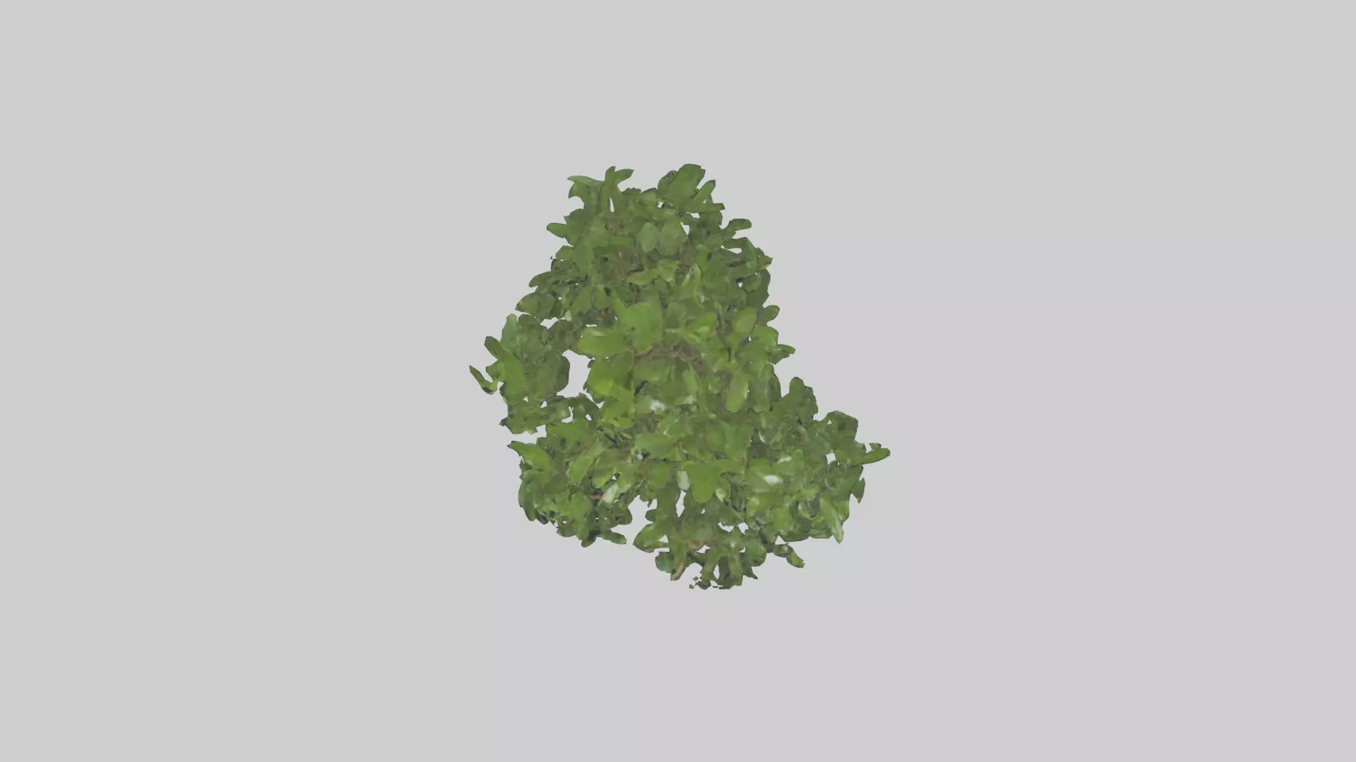 Ficus Benjamina Model Low-poly 3D model_0