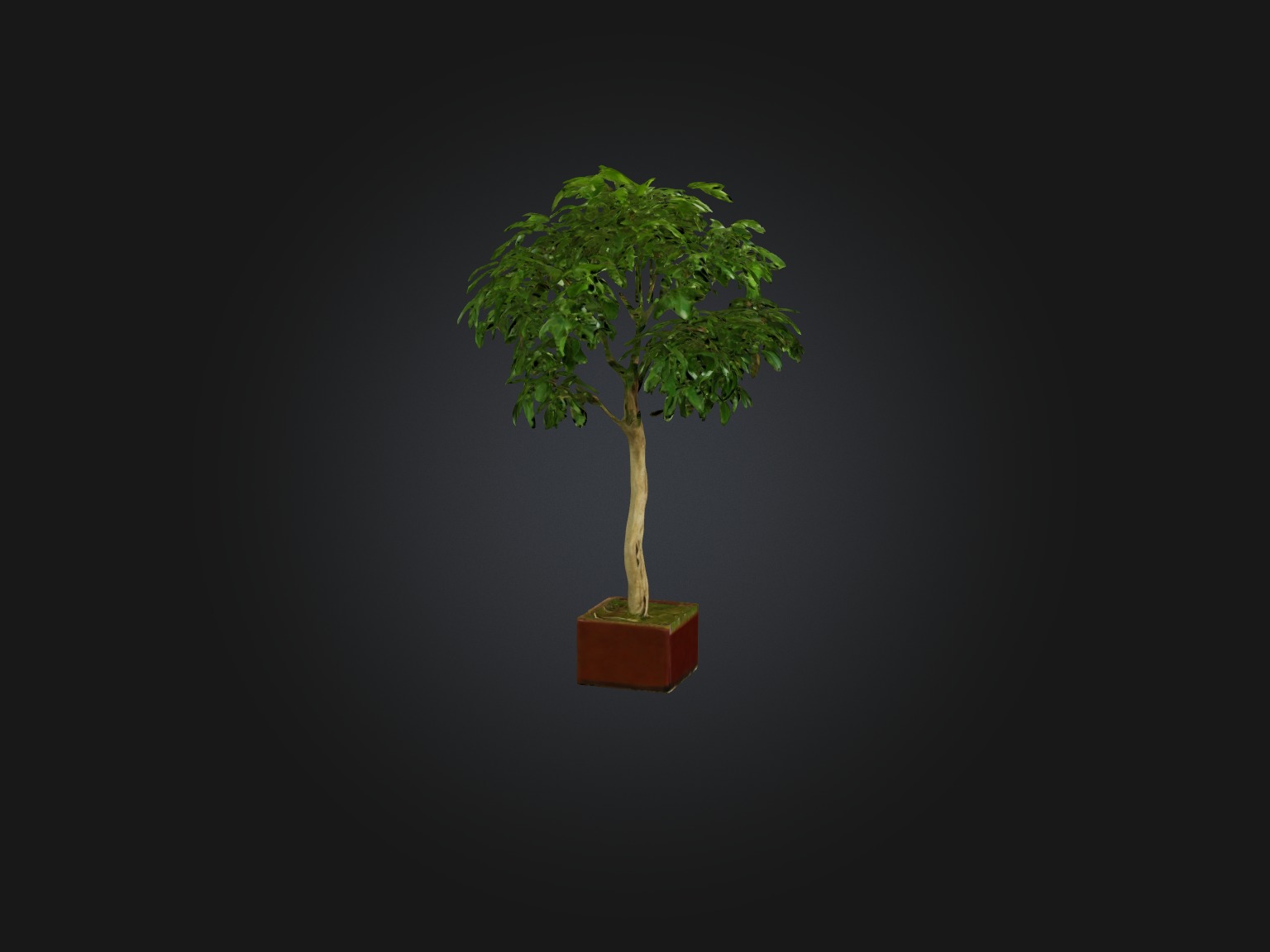 Ficus Benjamina Model Low-poly 3D model_13