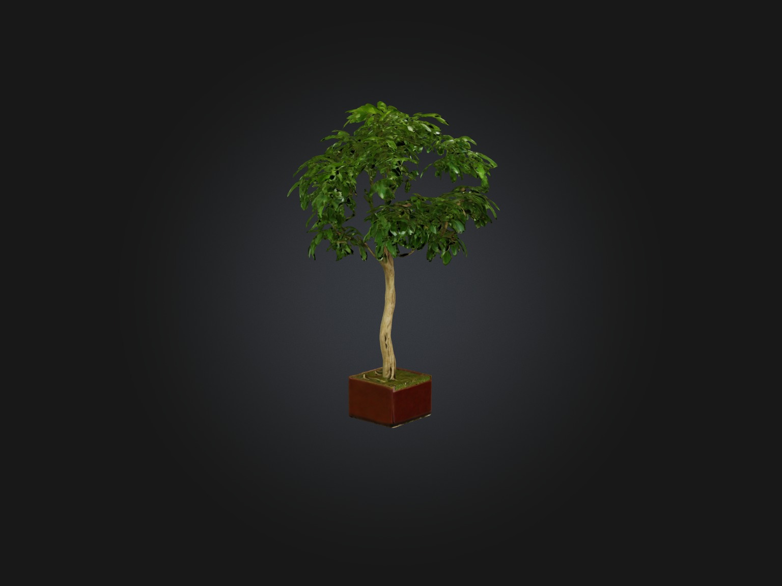 Ficus Benjamina Model Low-poly 3D model_12