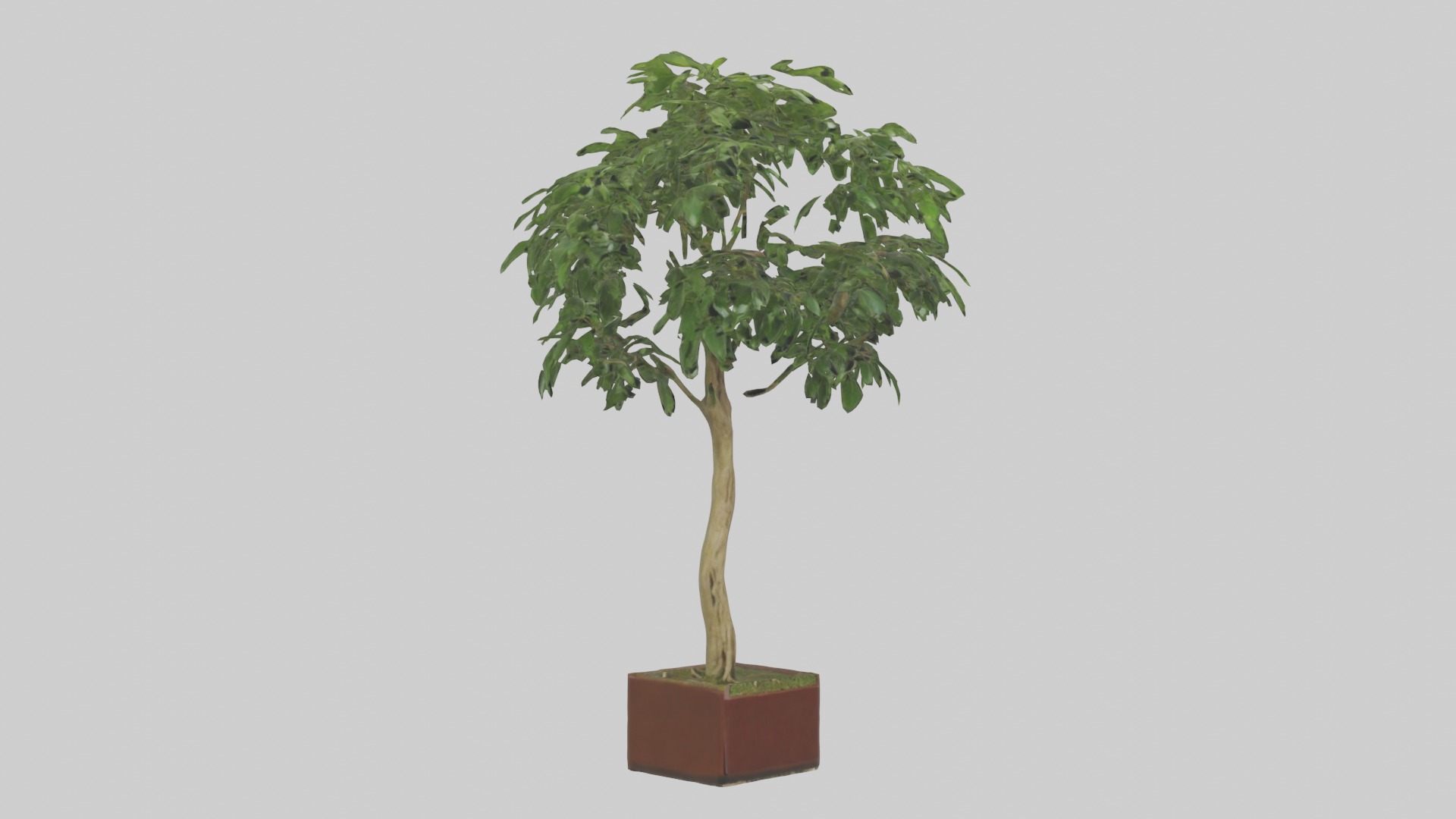 Ficus Benjamina Model Low-poly 3D model_18