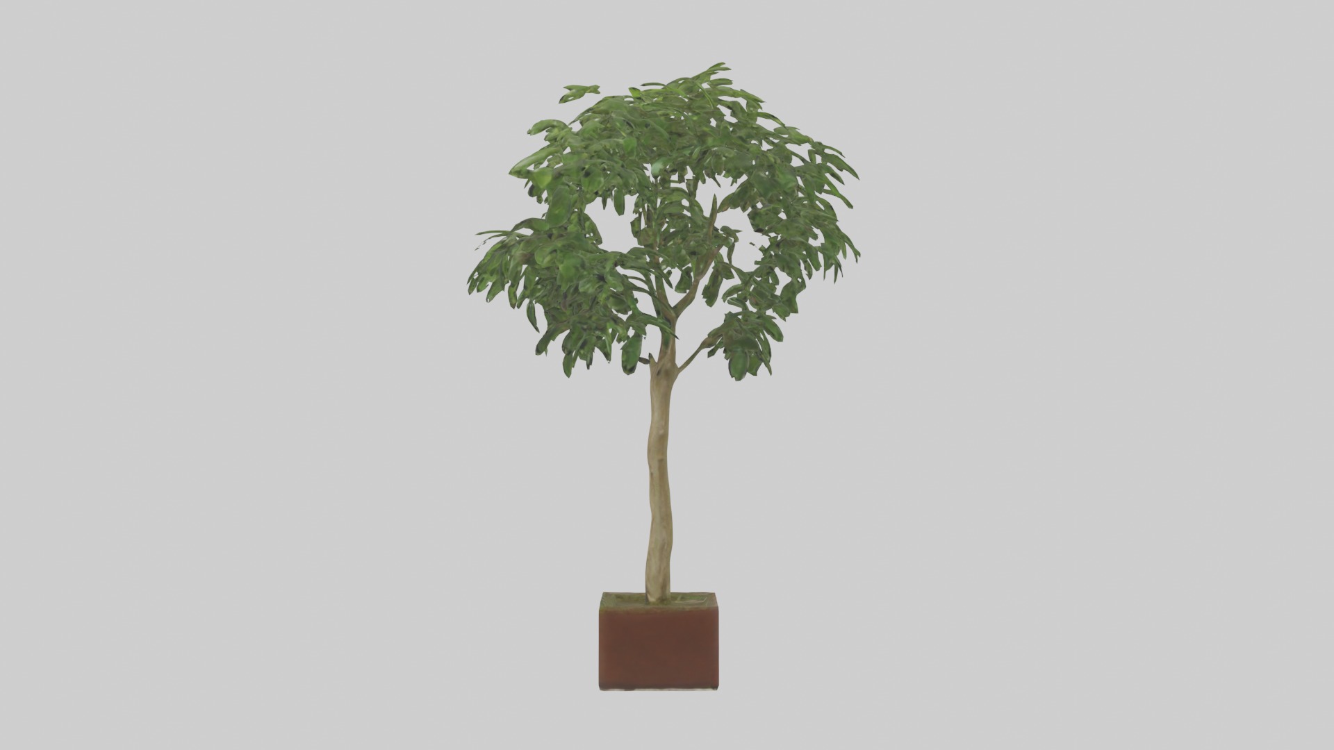 Ficus Benjamina Model Low-poly 3D model_4