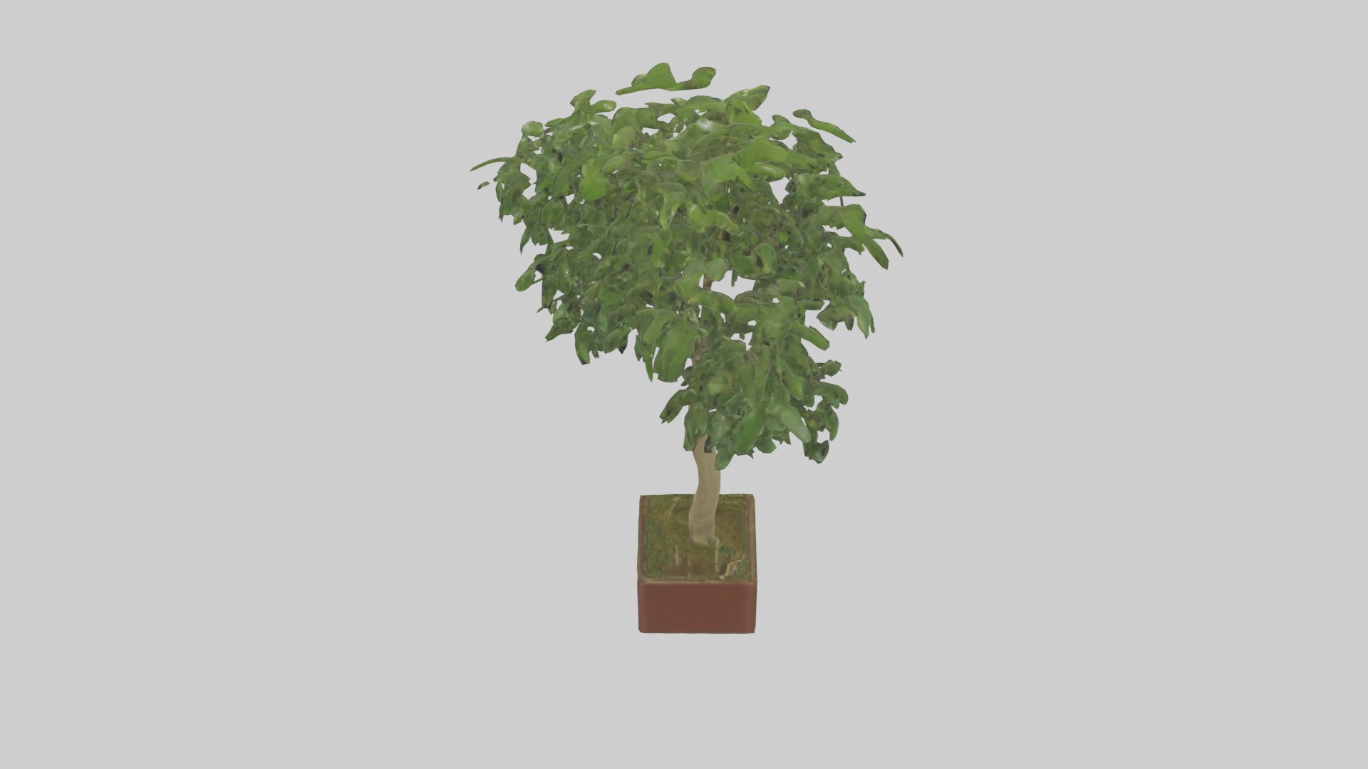 Ficus Benjamina Model Low-poly 3D model_2