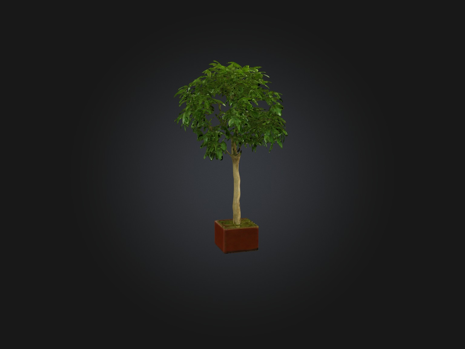 Ficus Benjamina Model Low-poly 3D model_15