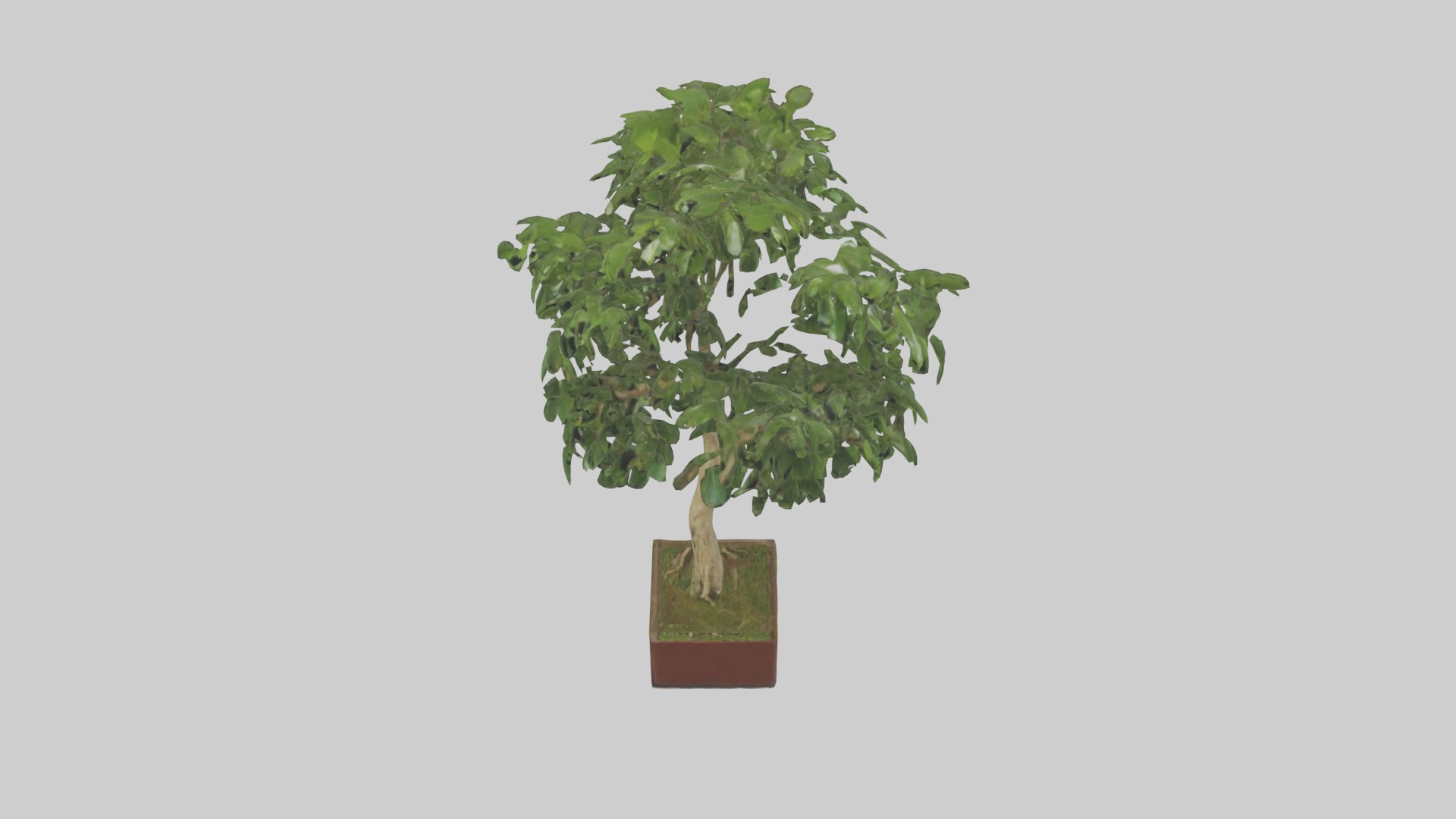 Ficus Benjamina Model Low-poly 3D model_6