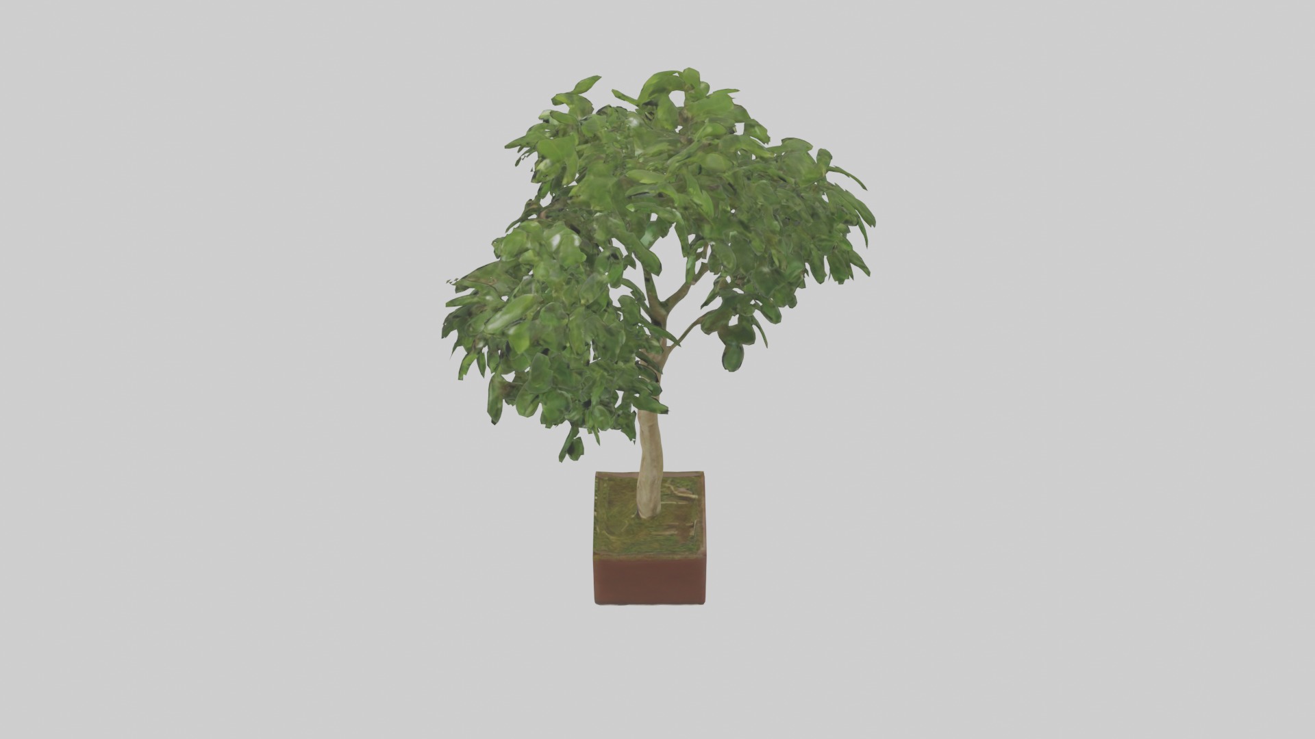 Ficus Benjamina Model Low-poly 3D model_16