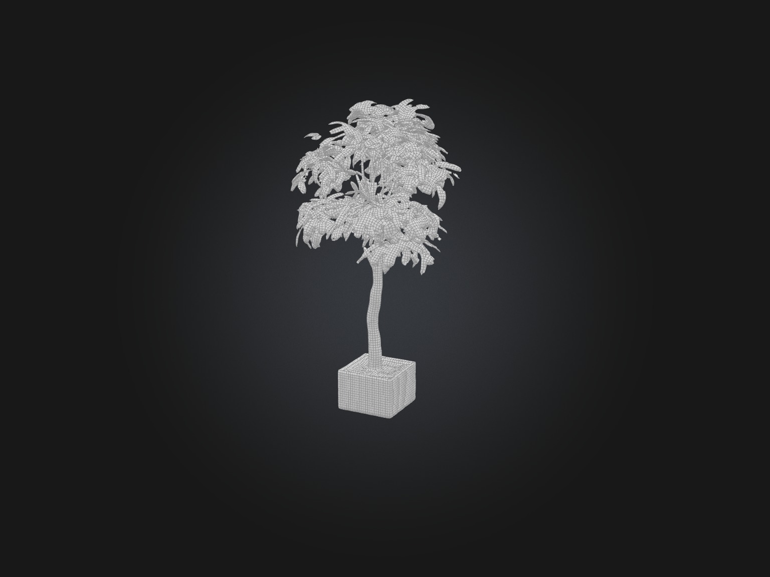 Ficus Benjamina Model Low-poly 3D model_8