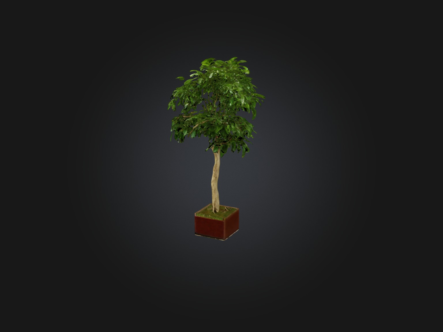 Ficus Benjamina Model Low-poly 3D model_7