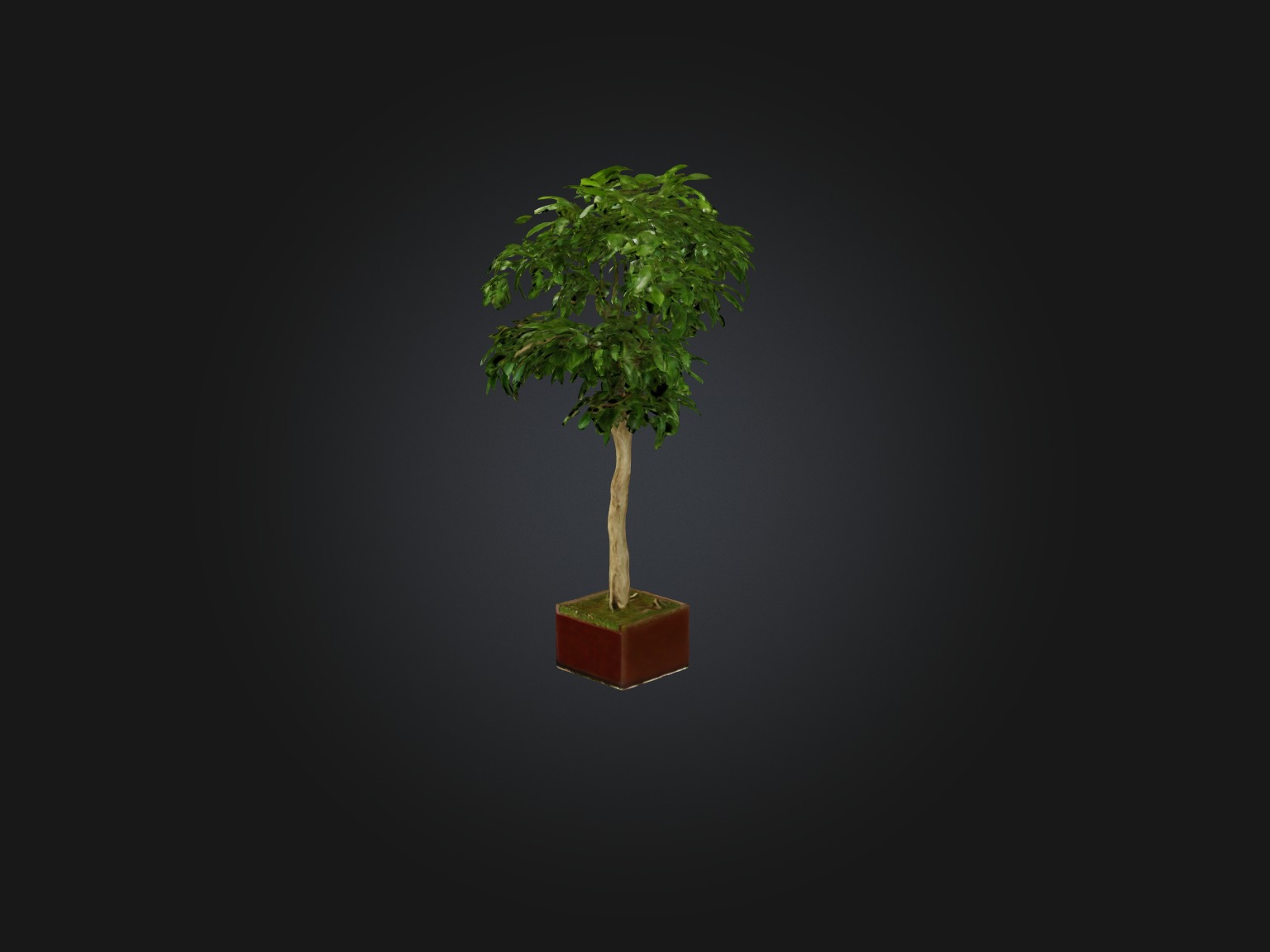 Ficus Benjamina Model Low-poly 3D model_3