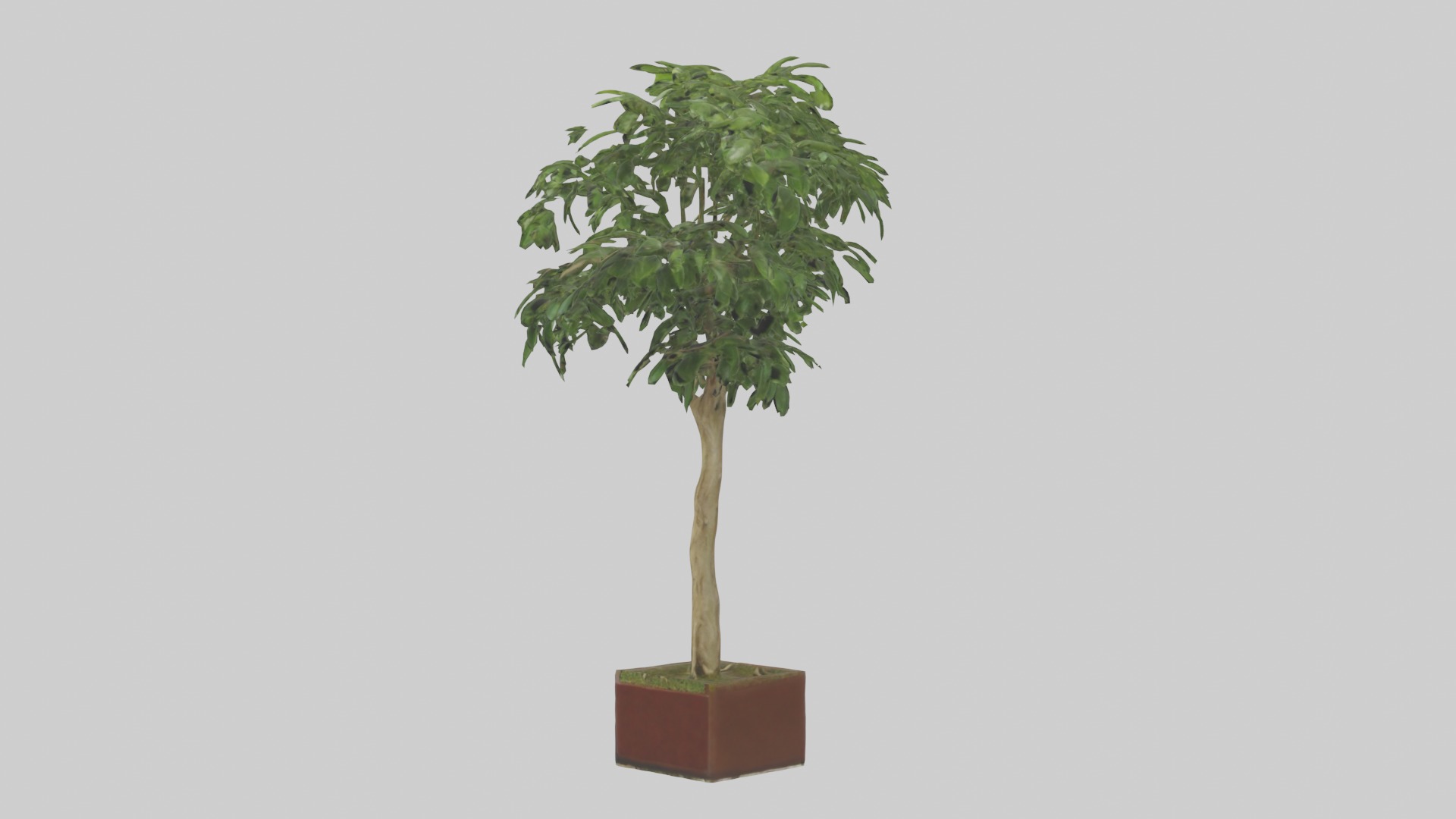 Ficus Benjamina Model Low-poly 3D model_1