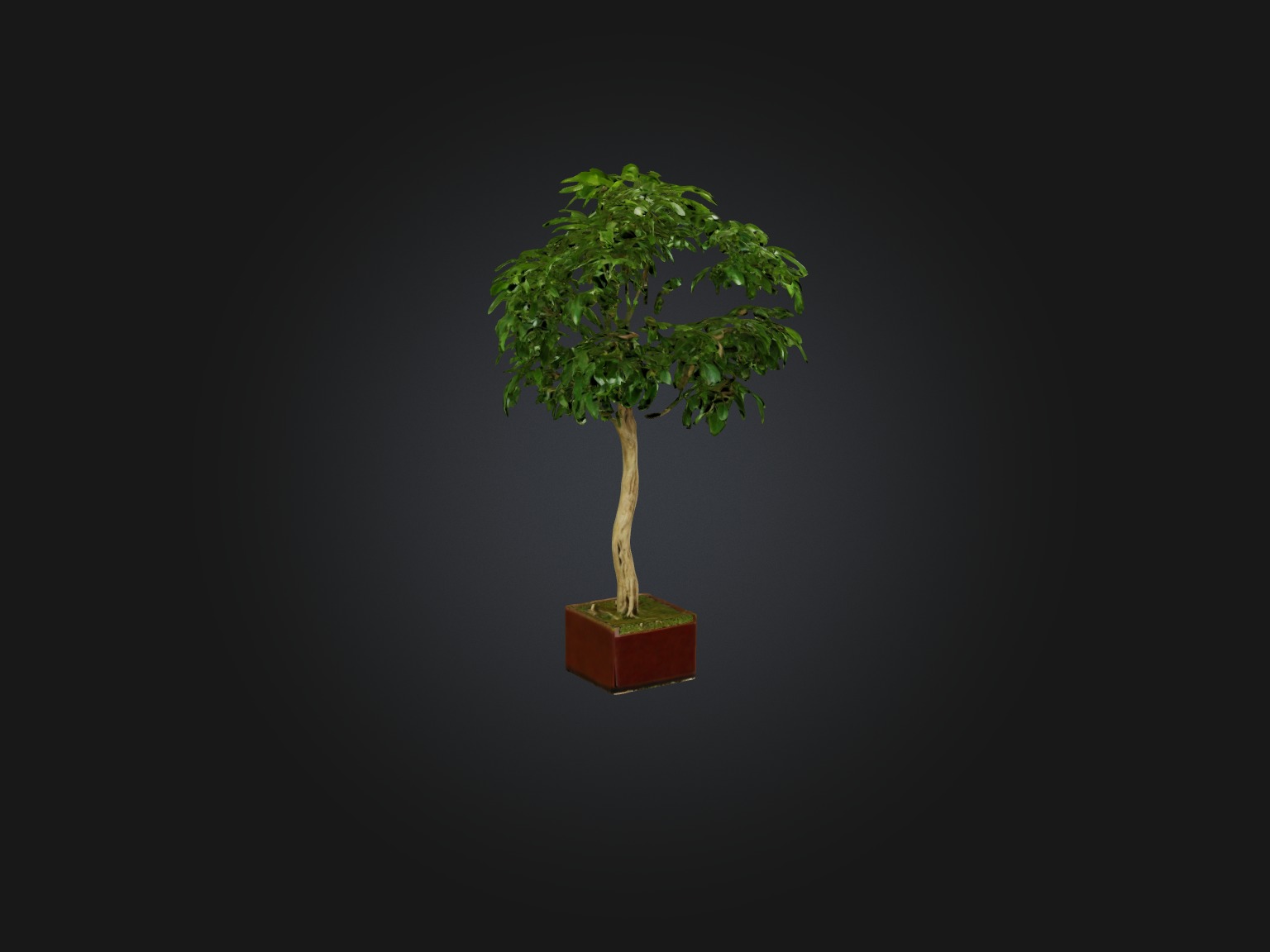 Ficus Benjamina Model Low-poly 3D model_11