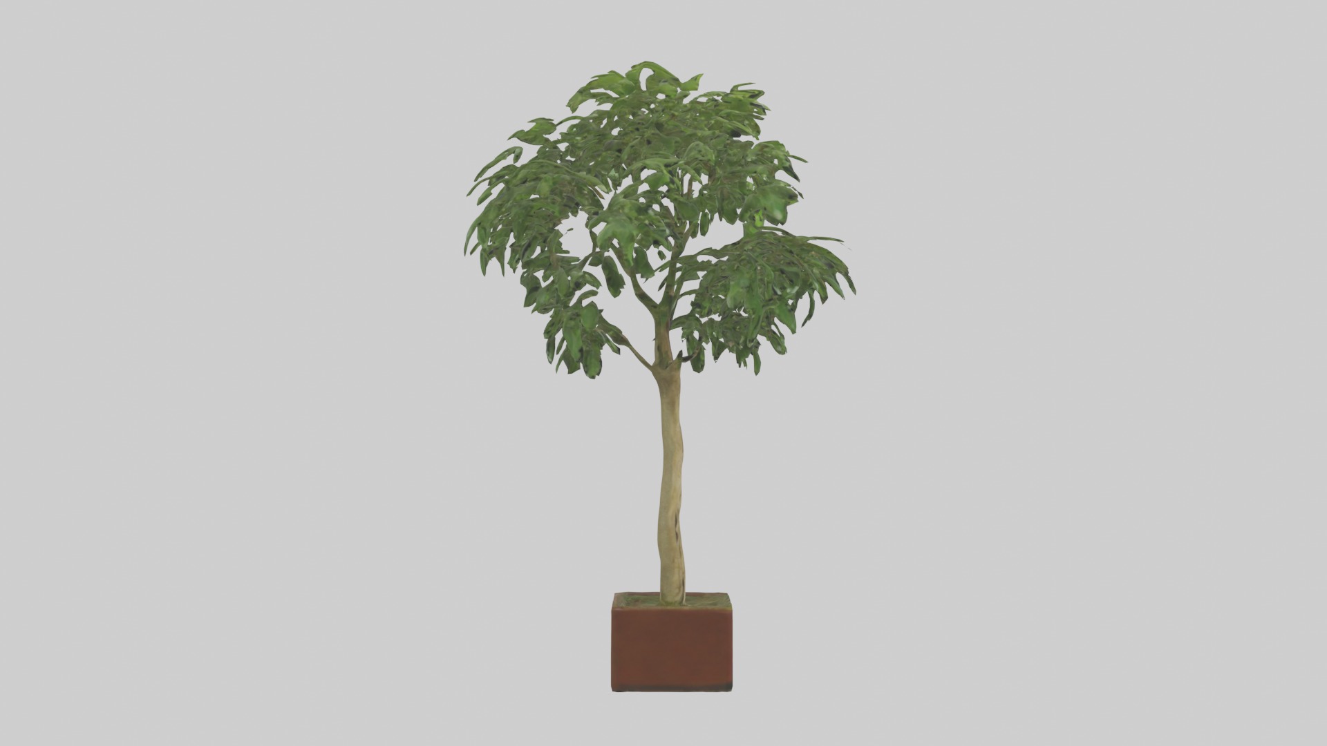 Ficus Benjamina Model Low-poly 3D model_5