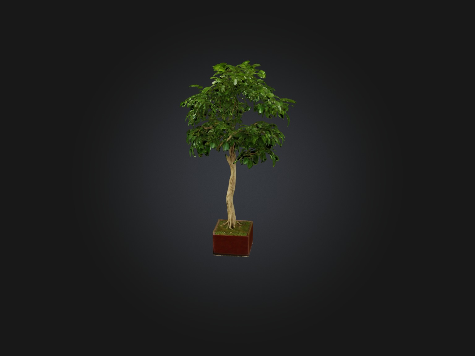Ficus Benjamina Model Low-poly 3D model_9