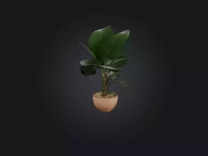 Dracaena Model