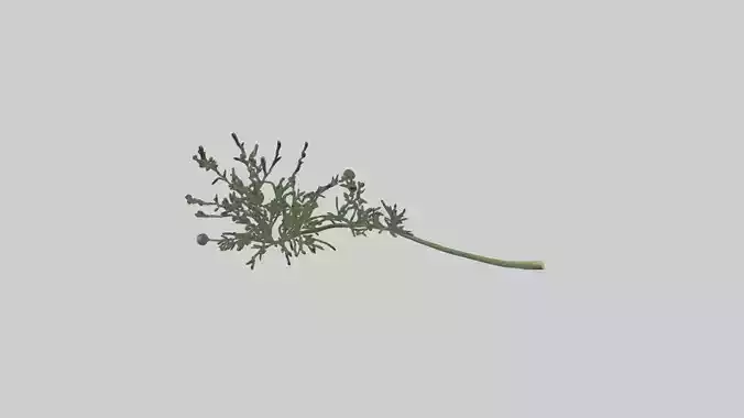 Dill Model