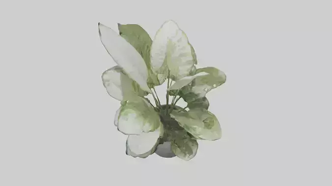 Dieffenbachia Model