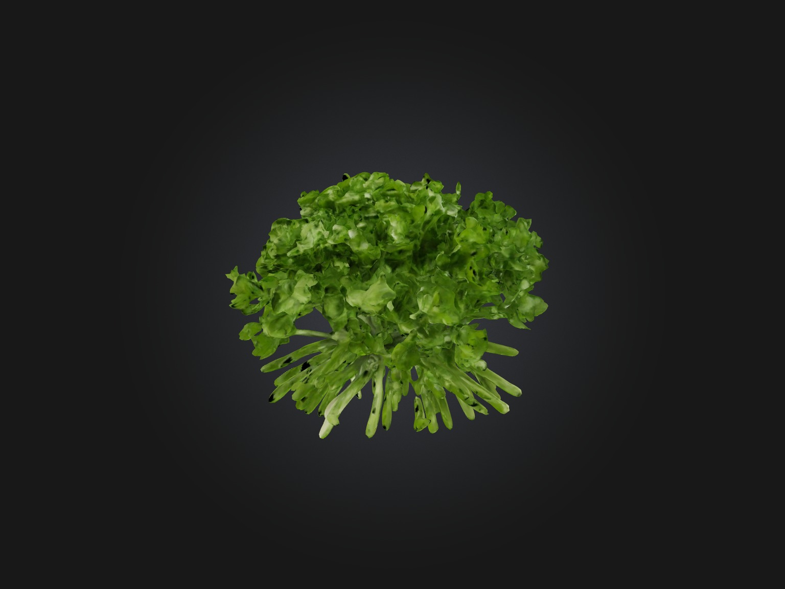 Cilantro Model Low-poly 3D model_3