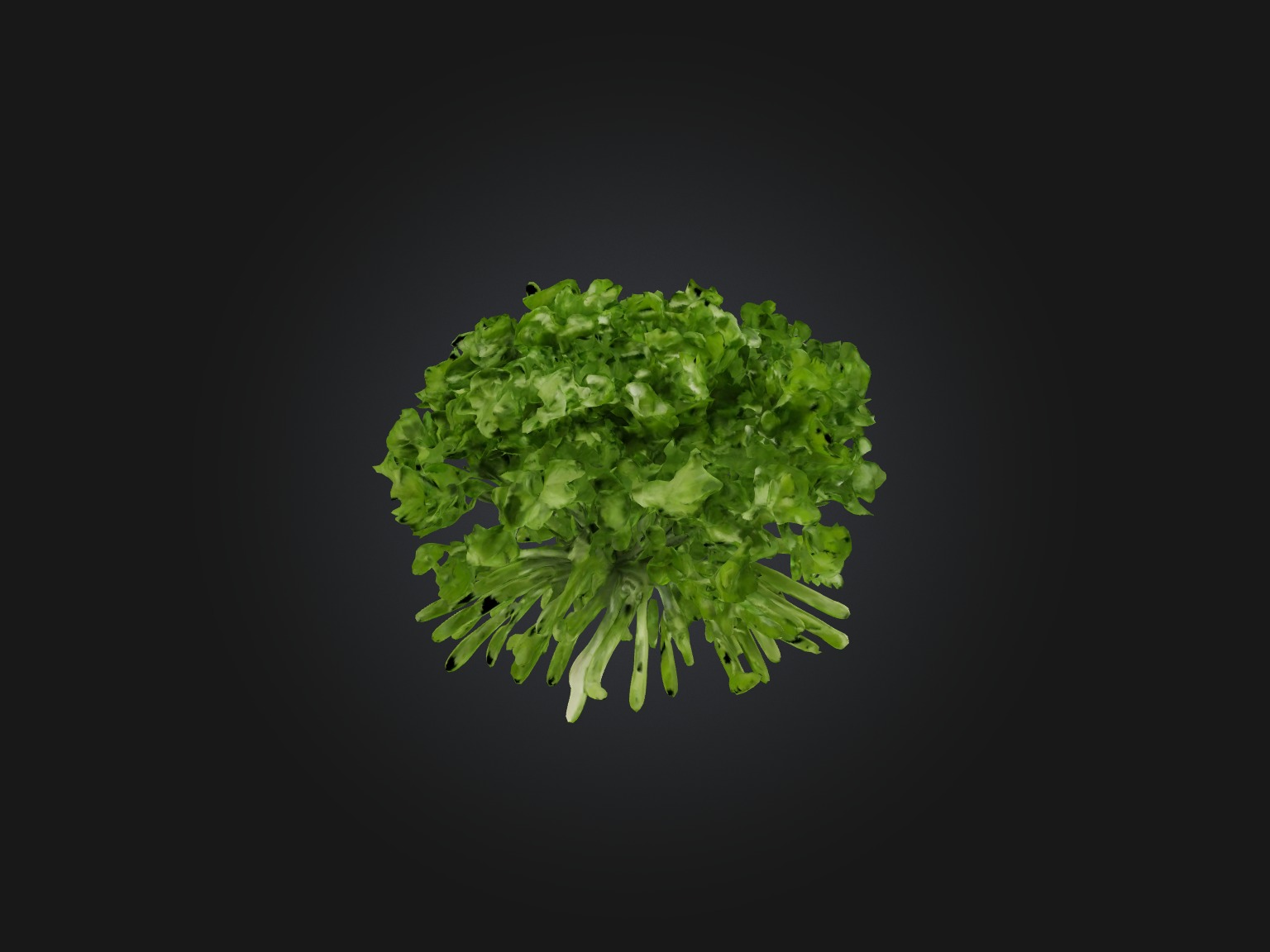 Cilantro Model Low-poly 3D model_2