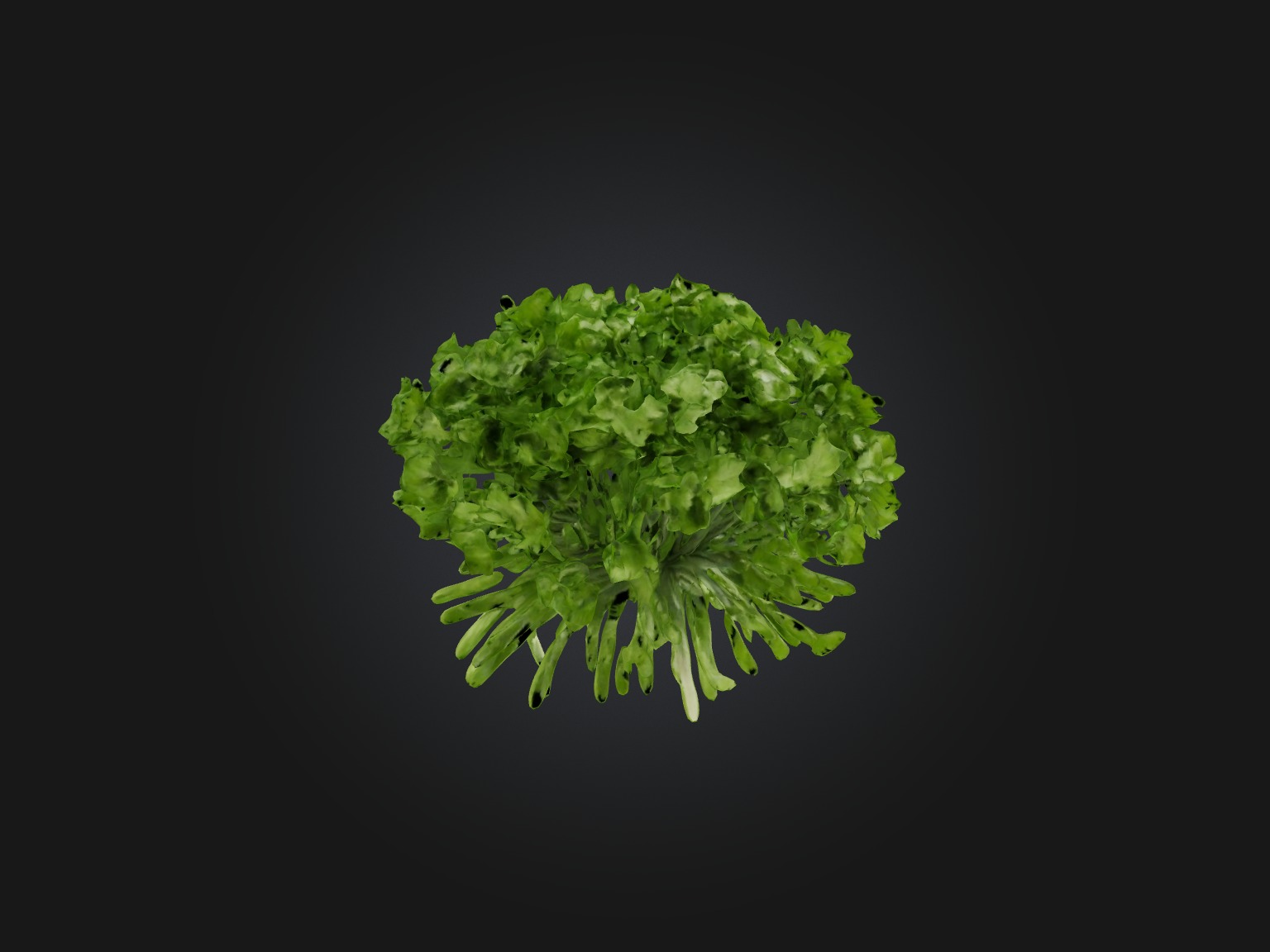 Cilantro Model Low-poly 3D model_1