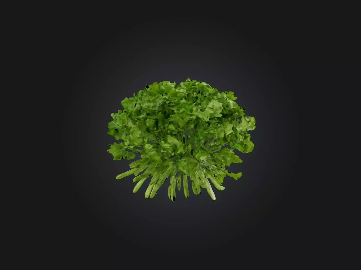 Cilantro Model Low-poly 3D model_0