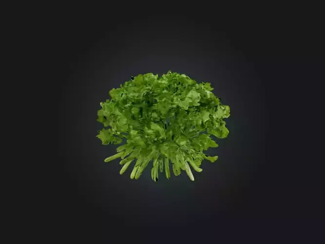 Cilantro Model